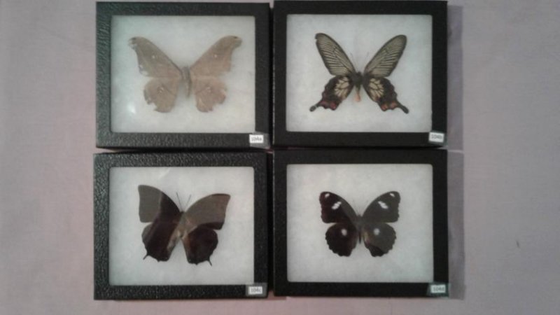 4 Mounted Moths And/or Butterflies (1 of 5)