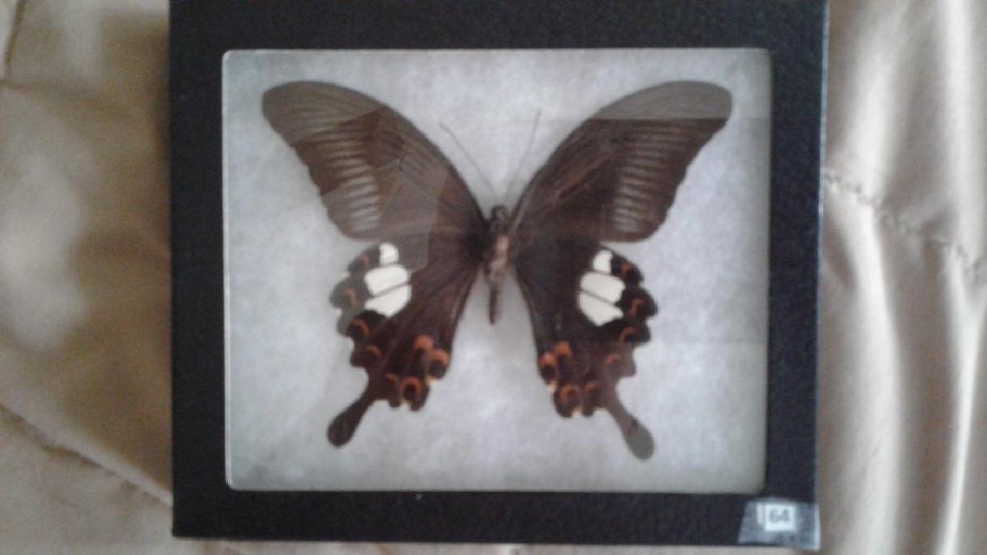 Mounted Butterfly: mounted butterfly 2000 Riker mount 6 x 5" Papilo helenus - Malaysia Please note that this lot has a confidential reserve. When you leave a bid in advance of the auction, submit your maximum. The bidde