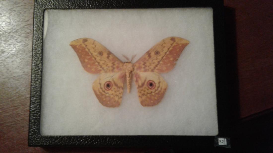 Mounted Moth (1 of 4)
