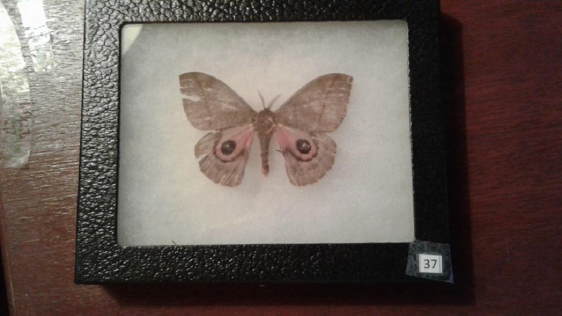 Mounted Moth (1 of 4)