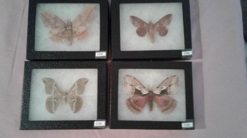 4 Mounted Moths And/or Butterflies (1 of 5)