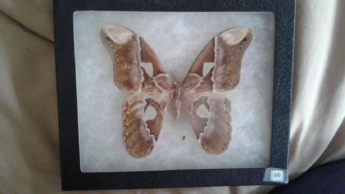 Mounted Moth (1 of 4)