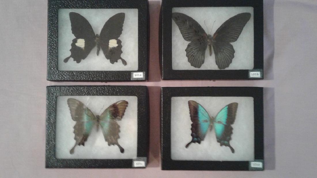 4 Mounted Moths And/or Butterflies (1 of 5)