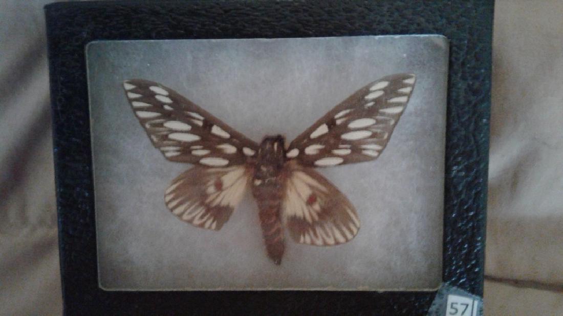 Mounted Moth (1 of 4)
