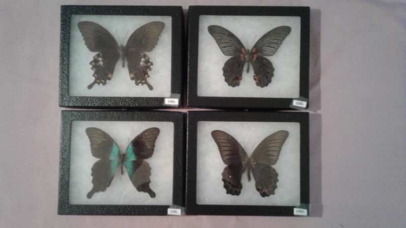 4 Mounted Moths And/or Butterflies (1 of 5)