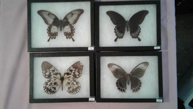 4 Mounted Moths And/or Butterflies (1 of 5)