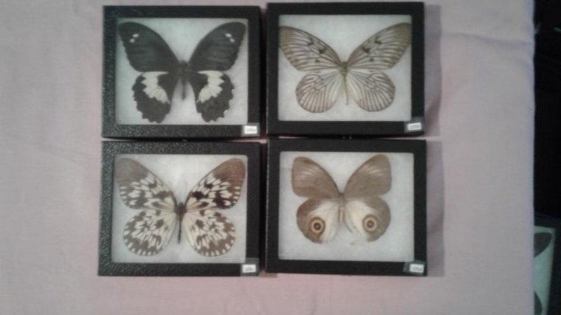 4 Mounted Moths And/or Butterflies (1 of 5)