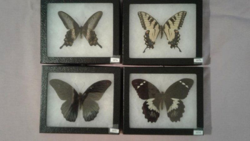4 Mounted Moths And/or Butterflies (1 of 5)