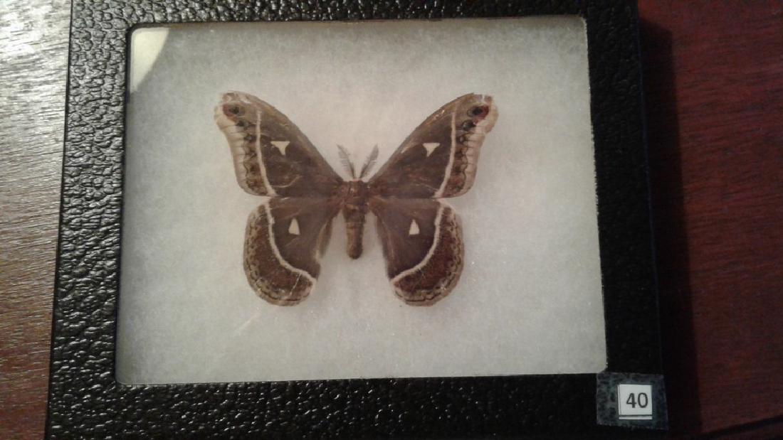 Mounted Moth (1 of 4)