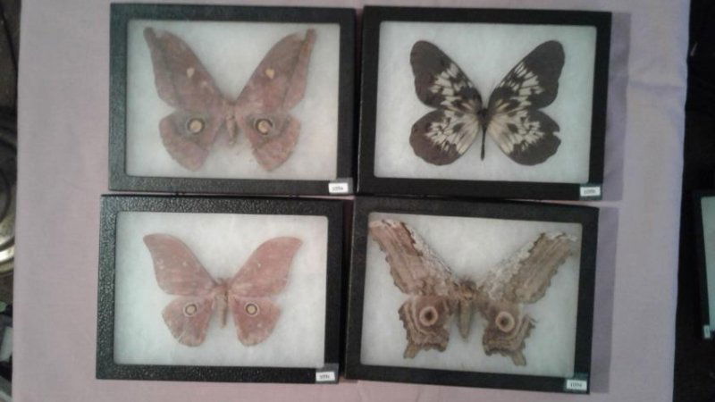 4 Mounted Moths And/or Butterflies (1 of 5)
