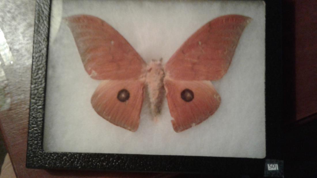 Mounted Moth (1 of 4)