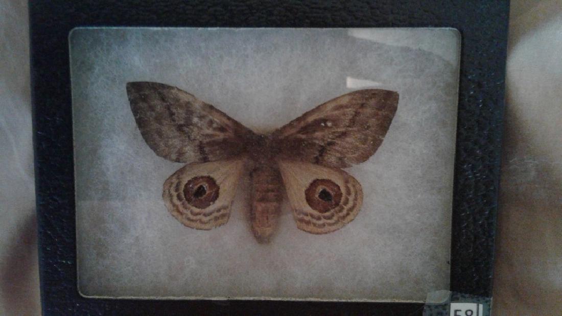 Mounted Moth (1 of 4)