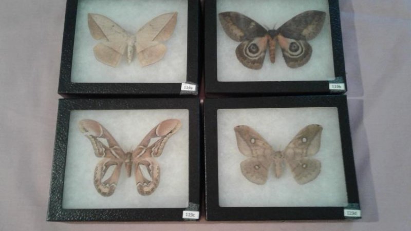 4 Mounted Moths And/or Butterflies (1 of 5)