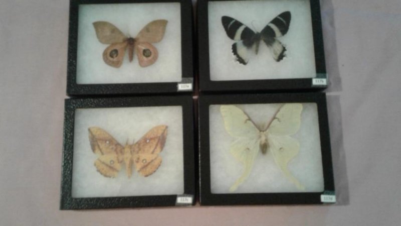 4 Mounted Moths And/or Butterflies (1 of 5)