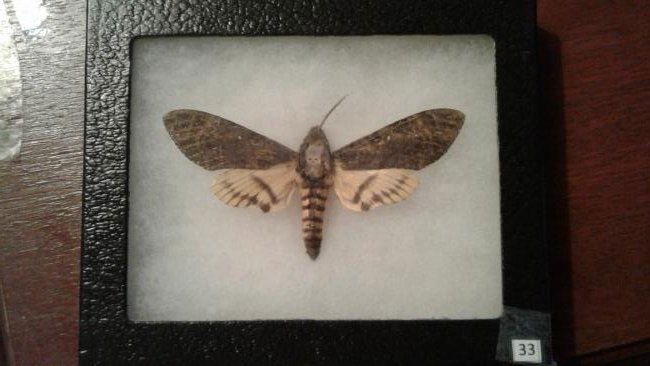 Mounted Moth (1 of 4)
