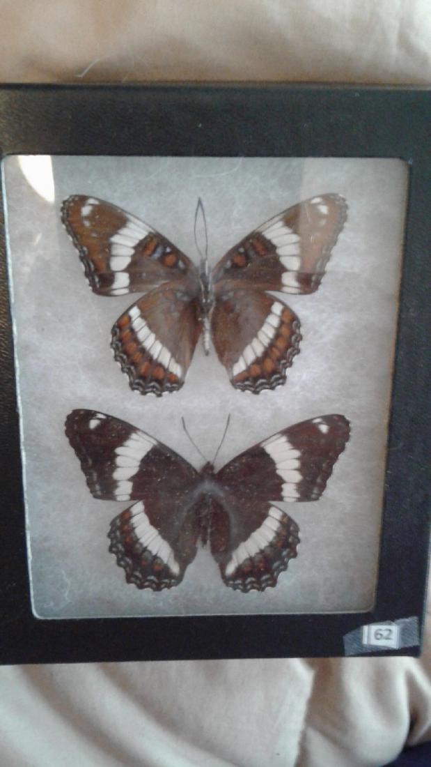 2 Mounted Butterflies (1 of 4)
