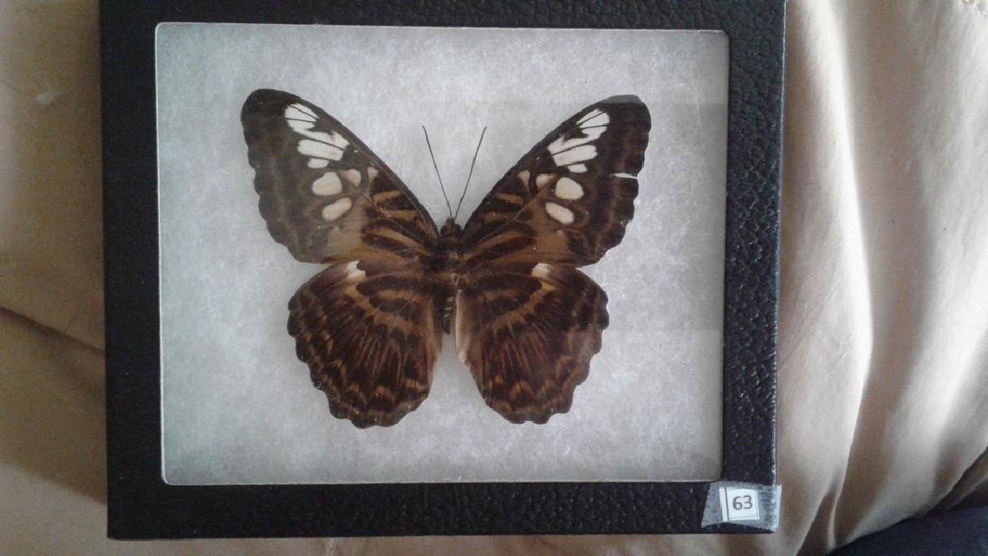 Mounted Butterfly: mounted butterfly 2000 Riker mount 6 x 5" Parthenos sylvia - Indonesia Please note that this lot has a confidential reserve. When you leave a bid in advance of the auction, submit your maximum. The bi