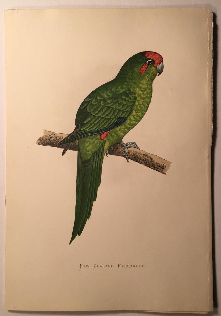 New Zealand Parrakeet (1 of 2)