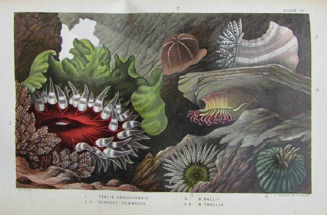 Actinologia Britannica. A History Of The British Sea-: Reserve Reduced! New to Jasper52! Actinologia Britannica. A History Of The British Sea- Anemones And Corals Philip Henry Gosse Van Voorst, London, 1860 First edition Natural History 12 plates includin