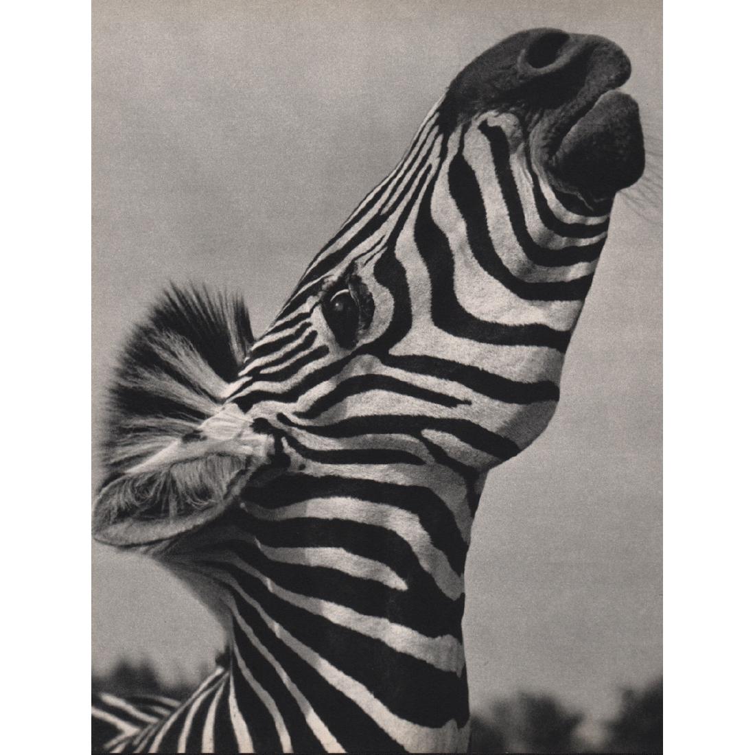 YLLA - Zebra: Artist: YLLA Print Title: Zebra Medium: Sheet-fed Gravure Printing Date: 1950's Printed in France Image size approx. 8 x 10.5 inches Ylla (1911-1955) was a Hungarian photographer who specialized in an