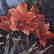Diane Garrick Scholze, "Paradise Garden-Amaryllis" - 2