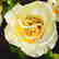 Thomas Stitlz - "Beauty Rose" Limited Edition on - 2