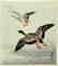 Ohara KOSON Woodblock Two geese