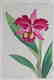 Kawarazaki Woodblock Orchid