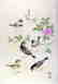 Shizuo ASHIKAGA Woodblock China Rose & Chestnut-eared
