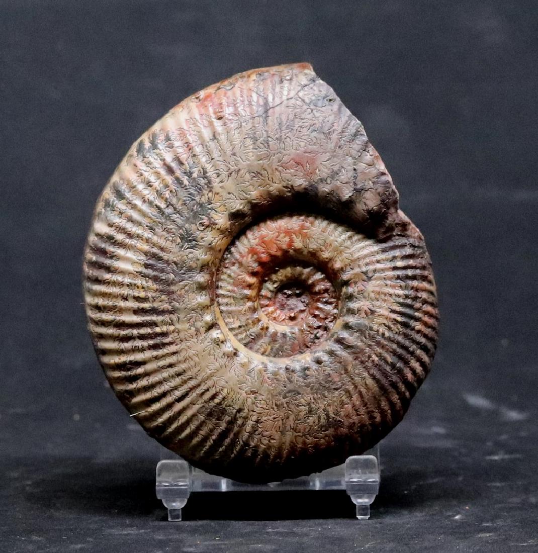 Jurassic fossil ammonite : Hammatoceras speciosum (1 of 2)