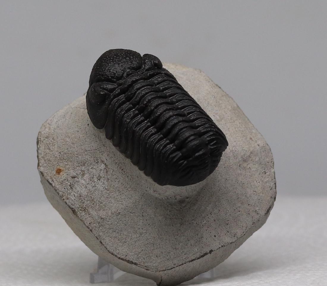 Fossil trilobites : Morocops granulops (1 of 8)