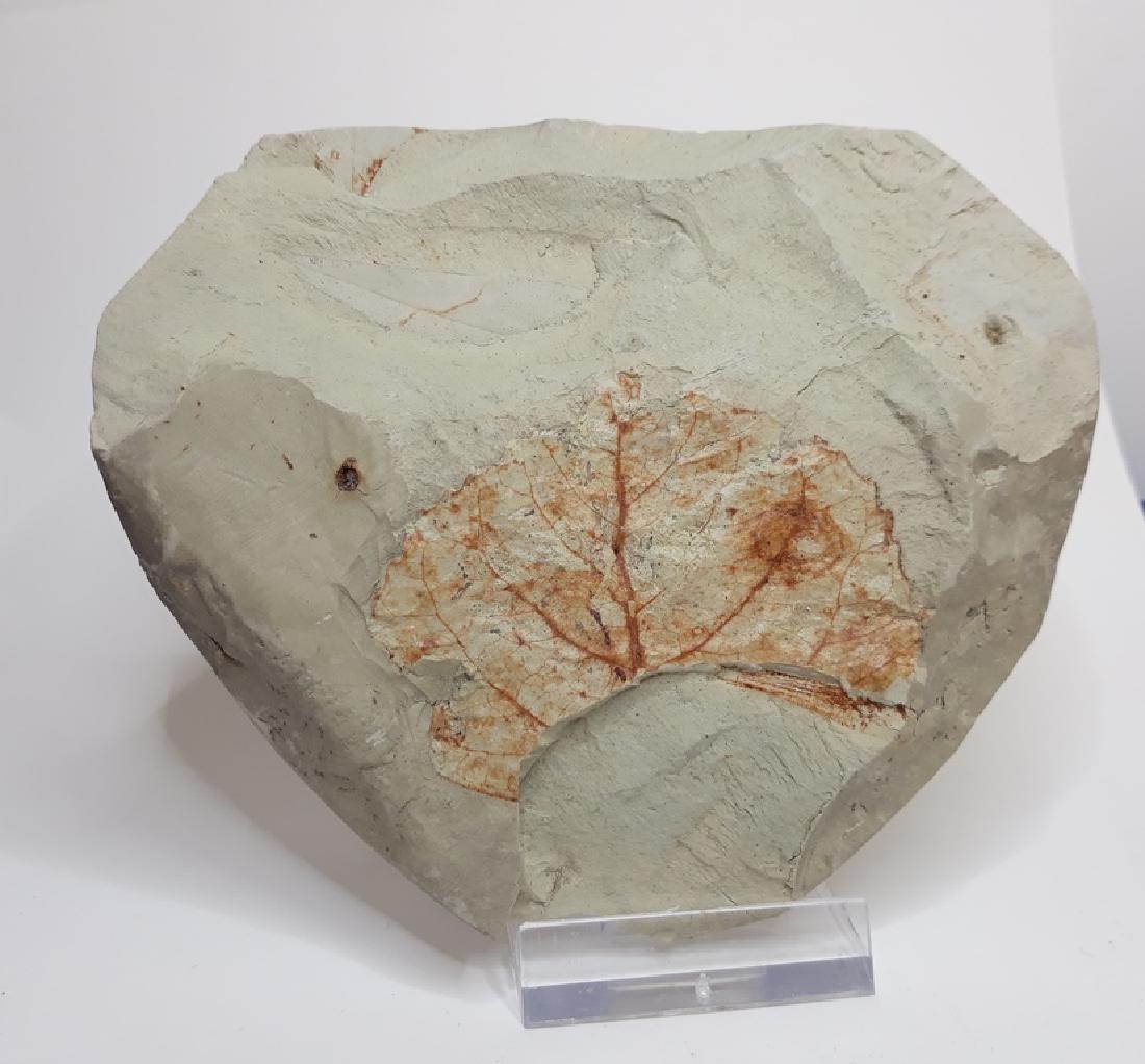 Fossile Leaf (1 of 3)