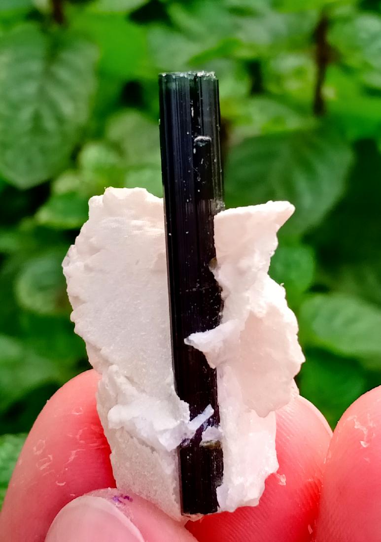 5 Gram Green Cap Tourmaline Specimen: No Reserve! Title: 5 Gram Green Cap Tourmaline Specimen Treatment: Natural Gemstone: Tourmaline Weight: 5 Gram Size/Dimensions: 36x25x12 mm Origin: Pakistan Shipping: Domestic: Flat-rate of $15.00 Pak