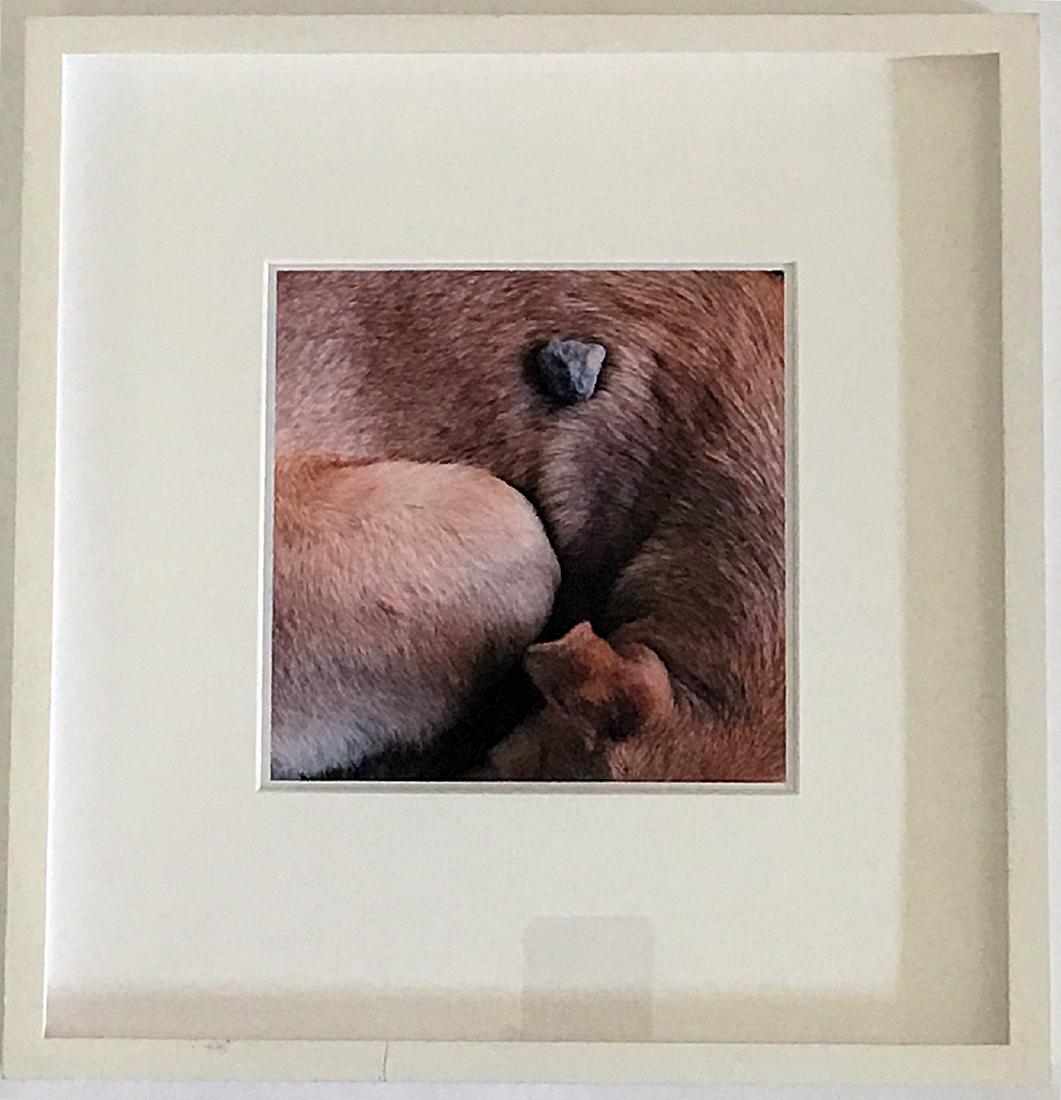 Francis Alys Dog 2012 (from Dokumenta 13): Artist: Francis Alys Title: Dog 2012 (from Dokumenta 13) Medium: color photograph Size: 8 1/2" x 11" Signed ,numbered and stamped, edition of 200 framed archivally uv plex and white wood Reserve: $400