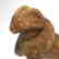Indus Valley, Mohenjo-Daro, Bichrome Terracotta Bull, - 2