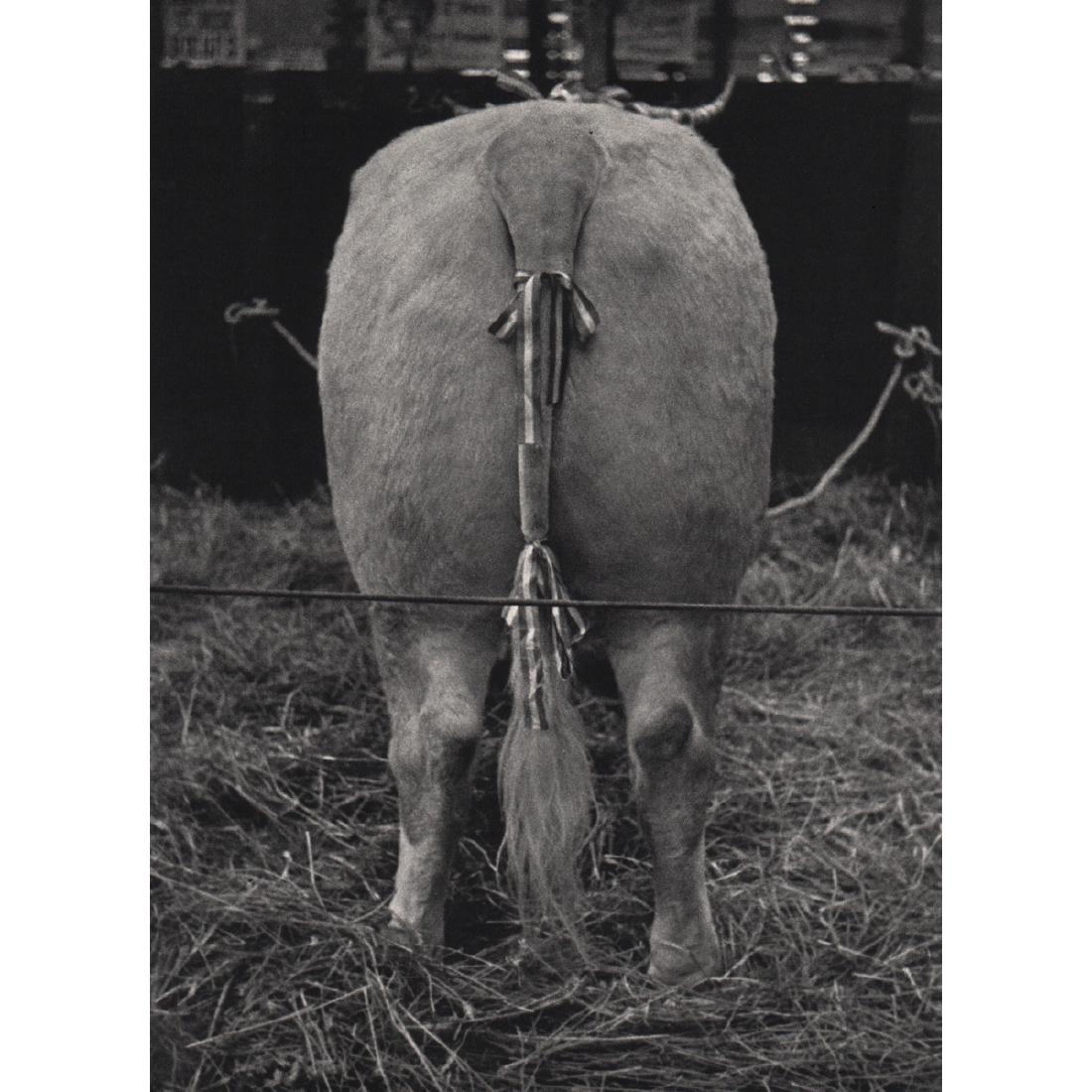 ANDRE KERTESZ - Prize Winner, Paris 1931: Artist: ANDRE KERTESZ Print Title: Prize Winner, Paris 1931 Medium: Sheet-Fed Gravure Printing Date: 1970's Printed in France Image size approx. 6 x 8.25 inches Andre Kertesz(1894-1985) born Kertesz A