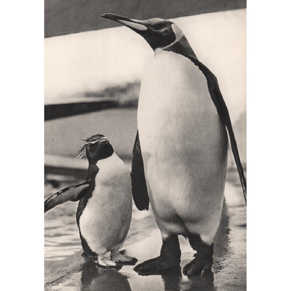 YLLA - Penguins: Artist: YLLA Print Title: Penguins Medium: Sheet-fed Gravure Printing Date: 1930's Printed in France Image size approx. 7.5 x 10.5 inches Ylla (1911-1955) was a Hungarian photographer who specialized 