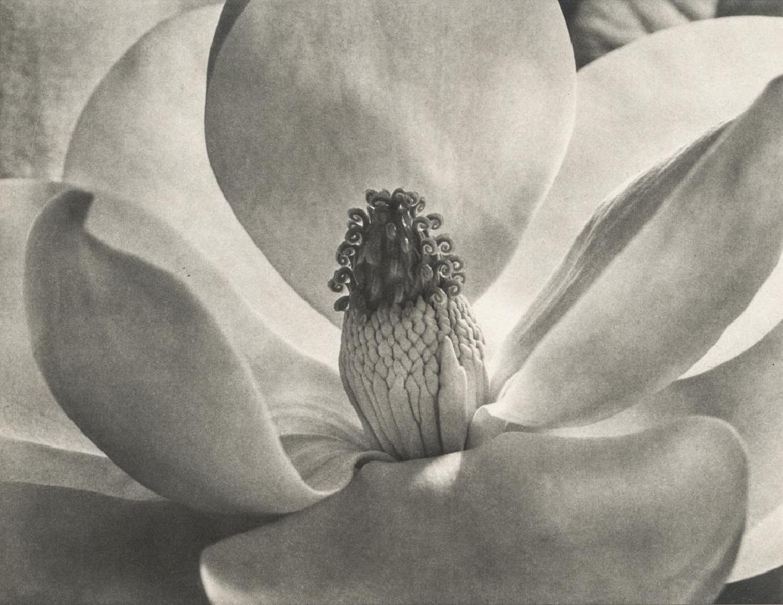 IMOGEN CUNNINGHAM - Magnolia Blossom, 1952 (1 of 1)
