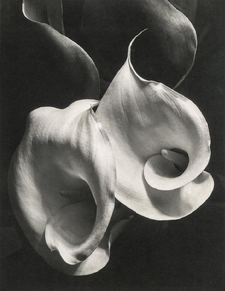 IMOGEN CUNNINGHAM - Two Callas, 1929 (1 of 1)