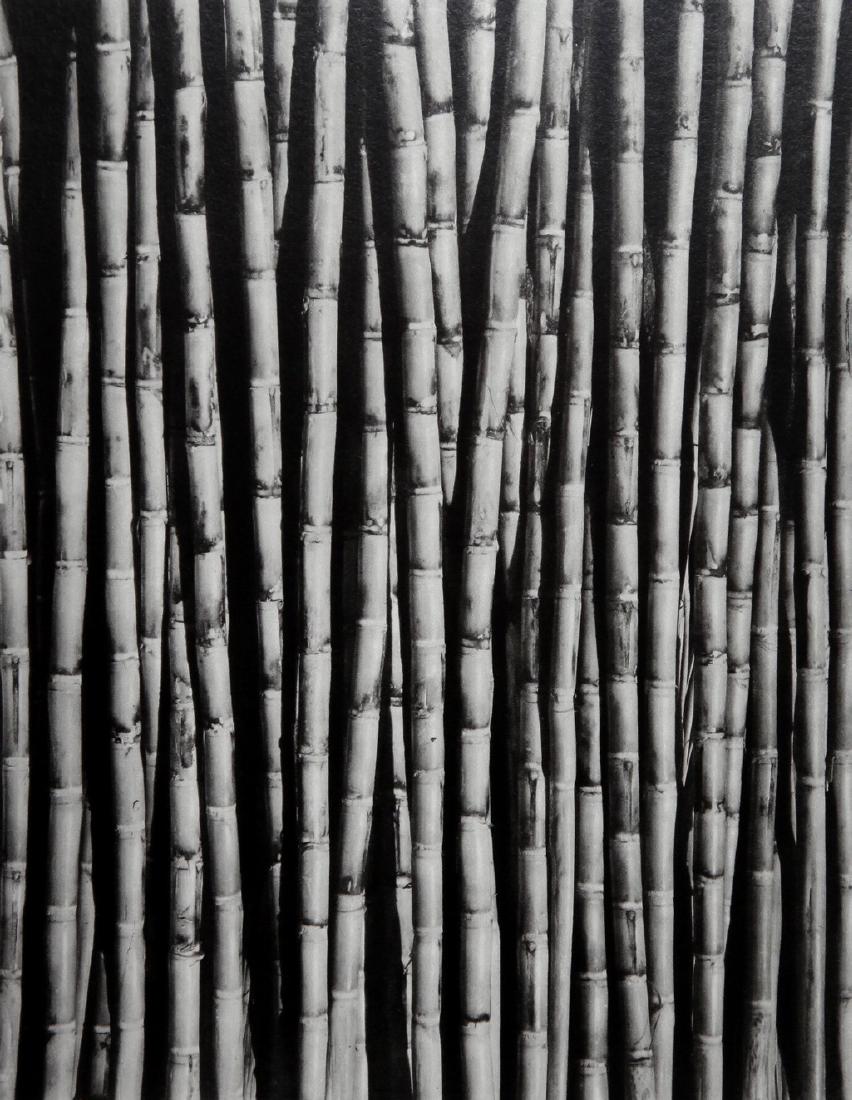 TINA MODOTTI - Bamboo stems 1926 (1 of 1)