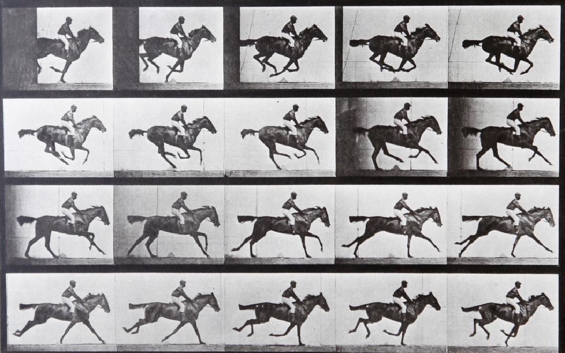 EADWEARD MUYBRIDGE - Horse at galop A.L. 667: Artist: Eadweard Muybridge Title: Horse at galop A.L. 667 Date Printed: 1979 Medium: Vintage Photogravure With dry mount tissue guard Printer Location: Italy 26.2x16.5 cm - 10.3 x 6.5 inch With tissue