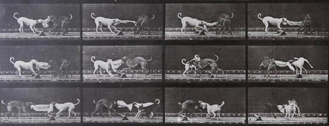 EADWEARD MUYBRIDGE - Dog fighting A.L. 715: Artist: Eadweard Muybridge Title: Dog fighting A.L. 715 Date Printed: 1979 Medium: Vintage Photogravure With dry mount tissue guard Printer Location: Italy 35.x14.5 cm - 114x 5.8inch With tissue guard