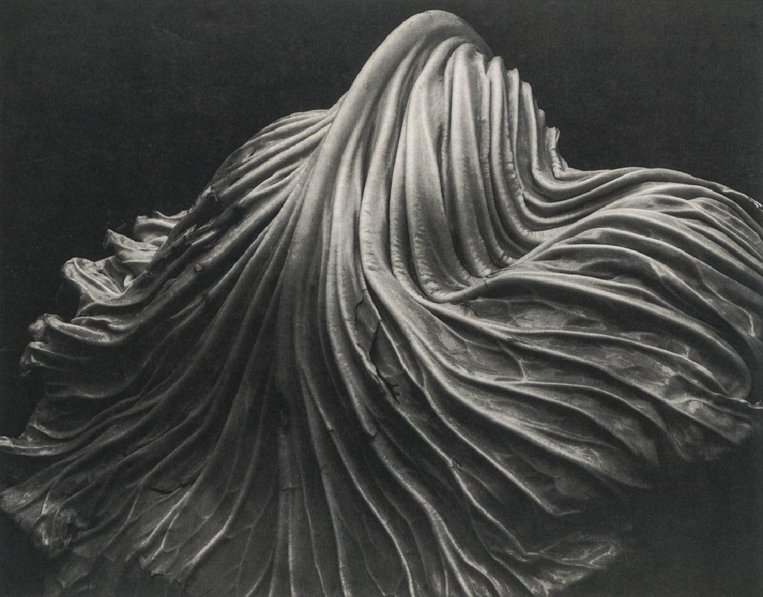 EDWARD WESTON - Cabbage Leaf, 1931 (1 of 1)