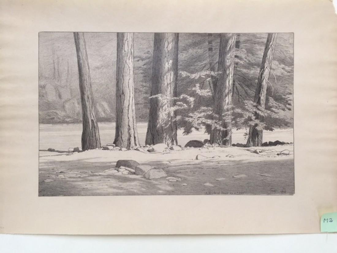 Study of trees by a river (1 of 1)