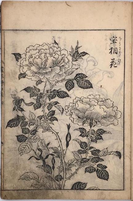 Japanese woodblock printed book with 12 illustrations: Title: Japanese woodblock printed book with 12 illustrations (botanical). Origin: Japan Date: Edo period Materials: Dimensions: 221 x 157 mm Reserve: $10.00 Shipping: Domestic: Flat-rate of $15.00 to 