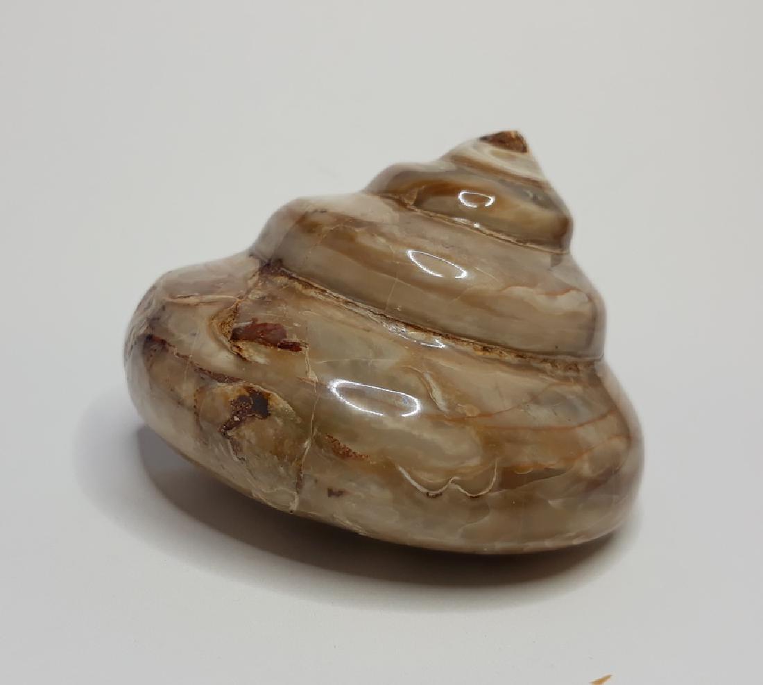 Fossile Chell (1 of 4)