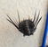 Elegant spiny Leonaspis sp. Fossil Trilobite. Flying - 10