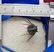 Elegant spiny Leonaspis sp. Fossil Trilobite. Flying - 11