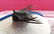 Beautiful Leonaspis sp. Fossil Trilobite. Flying - 6