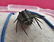 Beautiful Leonaspis sp. Fossil Trilobite. Flying - 7